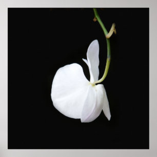 Fleur blanche sur petite affiche noire