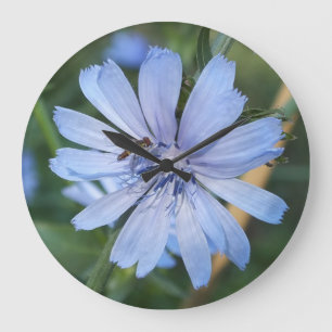 Fleur bleu Radicchio N Horloge murale d'abeille