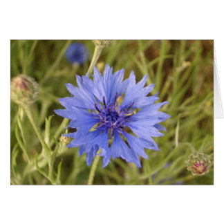 Fleur bleue