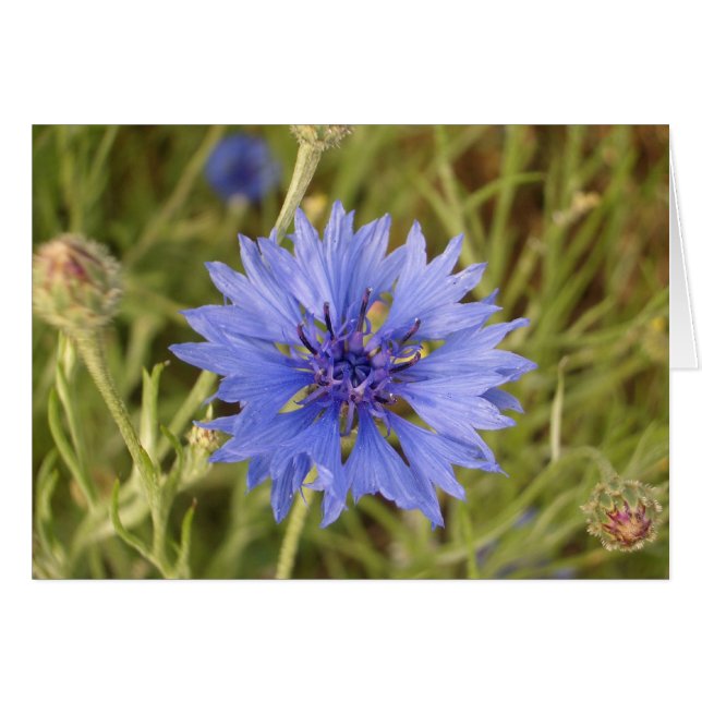 Fleur bleue (Devant horizontal)