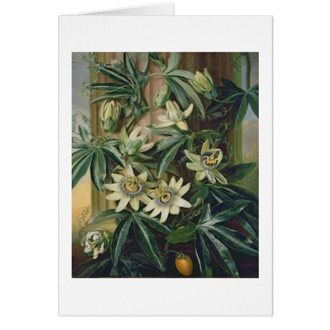 Fleur bleue de passion pour le "temple de Flora" (Devant)