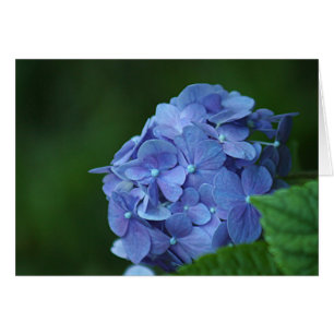 Fleur bleue d'hortensia