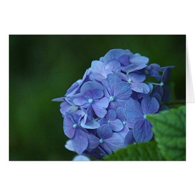Fleur bleue d'hortensia (Devant horizontal)