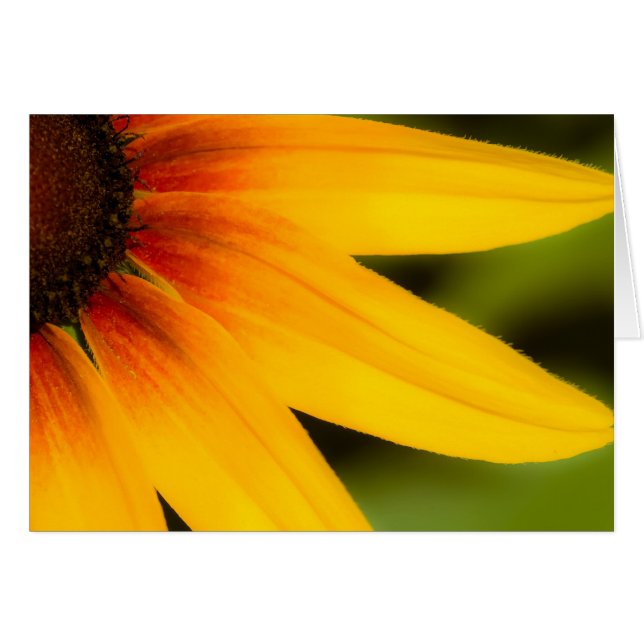 Fleur brillante (Devant Horizontal)