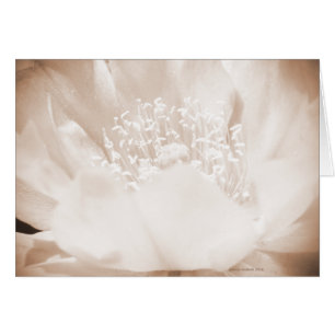 Fleur Cactus
