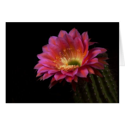 Fleur Cactus délice (Devant horizontal)