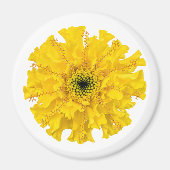 Fleur Chimie Magnet Marigold (Devant)