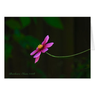 Fleur cosmos rose