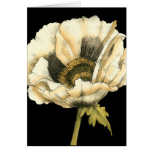 Fleur crème de pavot sur l'arrière - plan noir