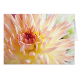Fleur Dahlia