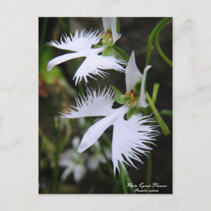 Fleur d'aigle blanche : Carte postale