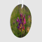 Fleur d'Alfalfa (devant)