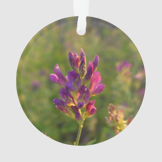 Fleur d'Alfalfa (dos)