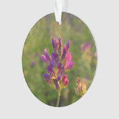 Fleur d'Alfalfa (devant)