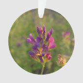 Fleur d'Alfalfa (devant)