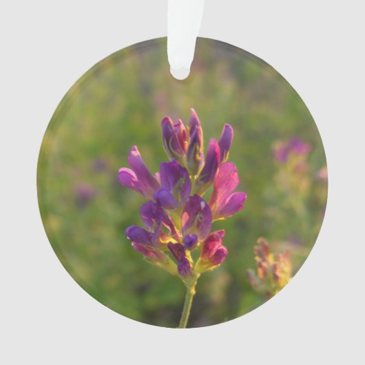 Fleur d'Alfalfa (devant)