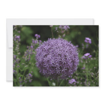 fleur d'allium violet - Carte de voeux plate