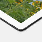 Fleur dans le champ de grâce des tournesols (Coin)