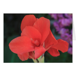 Fleur dans les jardins du D. Carlos Ier