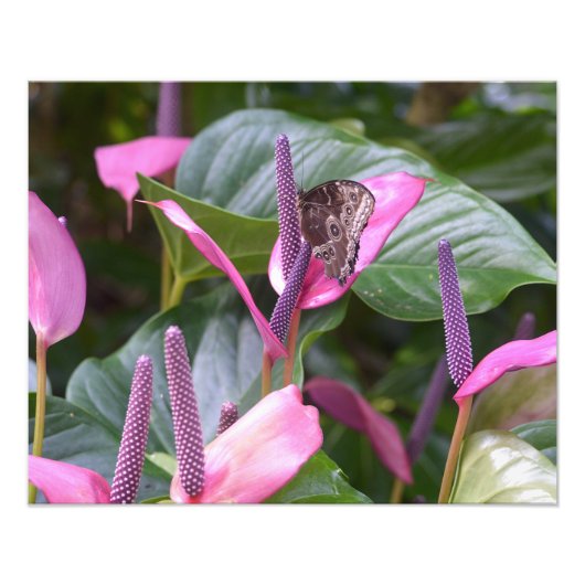 Fleur d'anthurium avec papillon 20"x16" Photo (Devant)