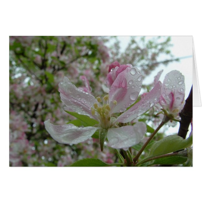 Fleur d'Apple (Devant horizontal)