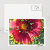 Fleur d'automne de carte postale (Devant / Derrière)