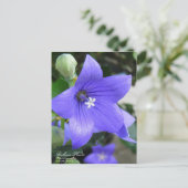 Fleur de ballon : Carte postale (Debout devant)