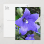 Fleur de ballon : Carte postale (Devant / Derrière)