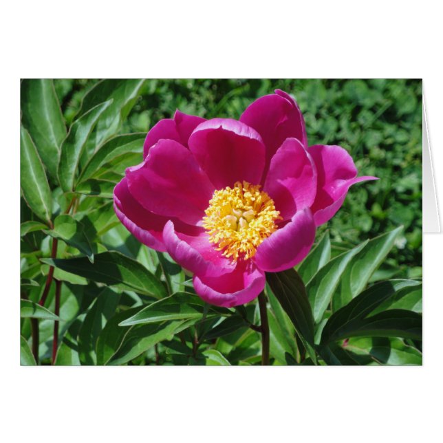 Fleur de Bristol (Devant horizontal)