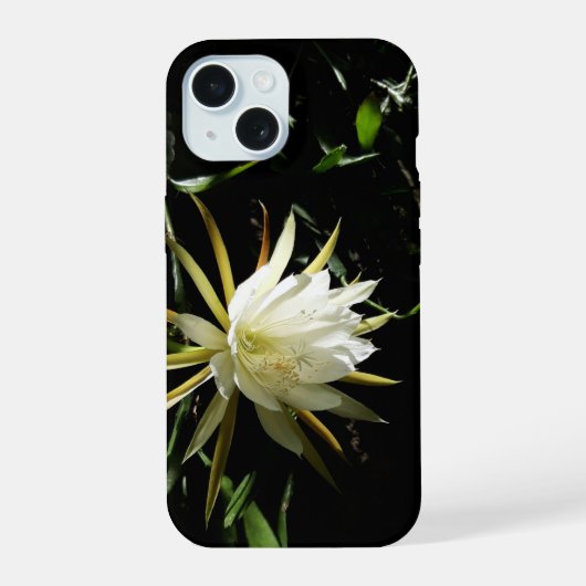 Fleur de cactus (Verso)