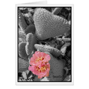 Fleur de cactus