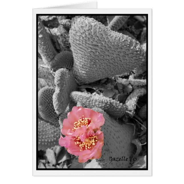 Fleur de cactus (Devant)