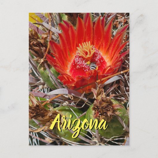 Fleur de cactus avec abeille, carte postale d'Ariz (Devant)
