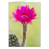 Fleur de cactus d'antimatière (Devant)