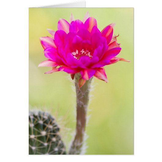 Fleur de cactus d'antimatière (Devant)