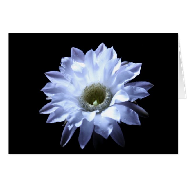 Fleur de cactus de cierge (Devant horizontal)