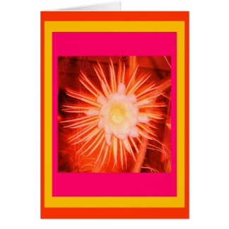 Fleur de cactus de pêche modifiée