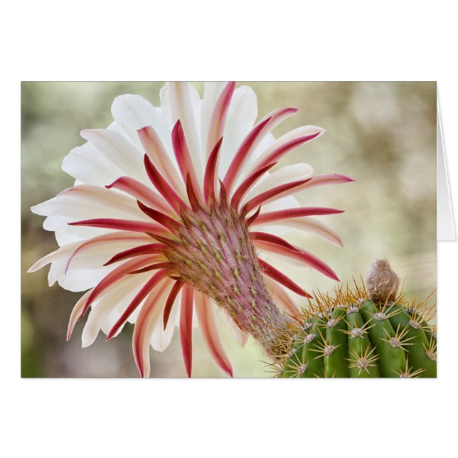Fleur de cactus en fleur nocturne (Devant horizontal)