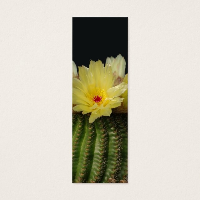Fleur de cactus jaunes (Devant)