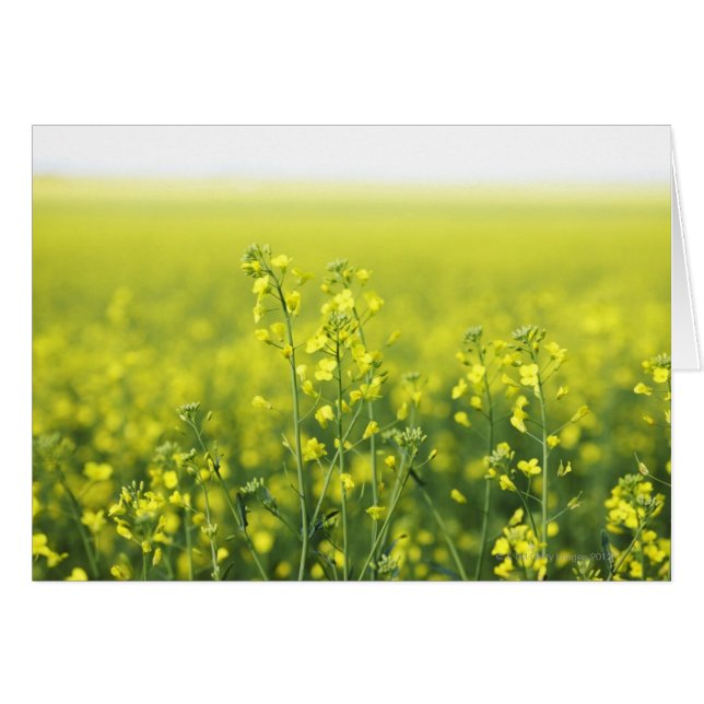 Fleur de canola en champ. (Devant horizontal)