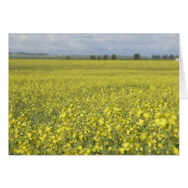 Fleur de canola en champ. (Devant horizontal)