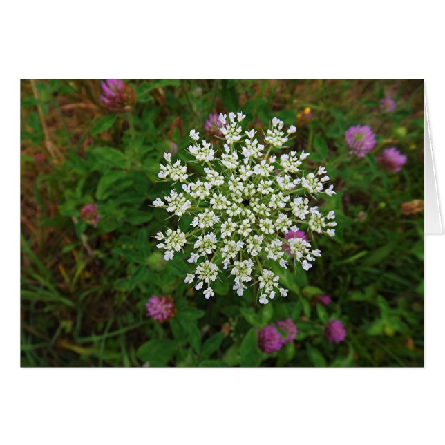 Fleur de carotte (Devant Horizontal)