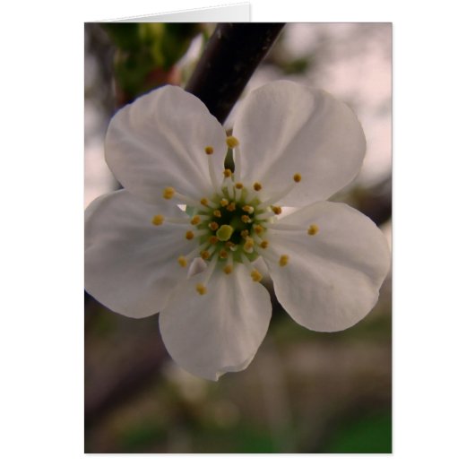 Fleur de cerise (Devant)