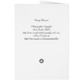 Fleur de cerise (Dos)