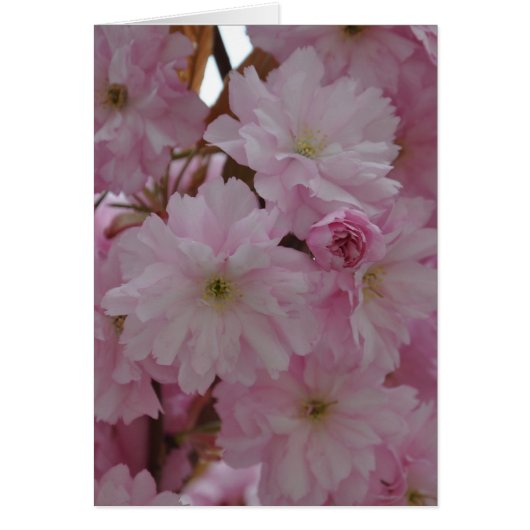 Fleur de cerise (Devant)