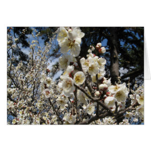 Fleur de cerisier blanc / Sakura / ク ラ(桜)Carte