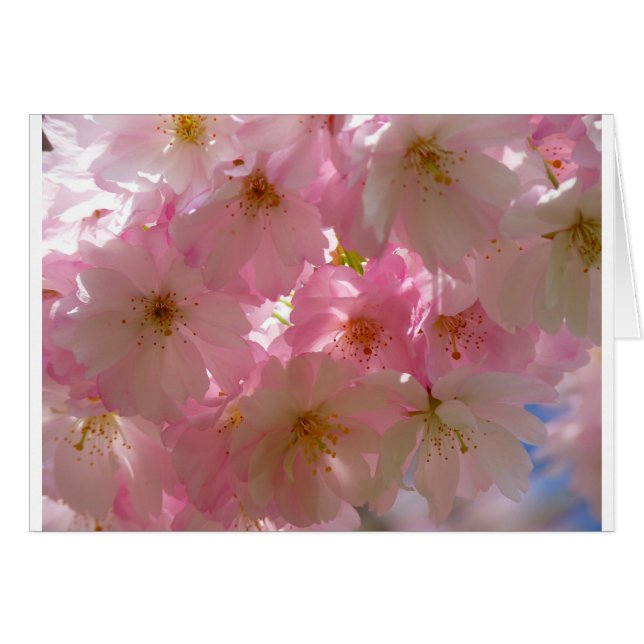 Fleur de cerisier japonaise (Devant horizontal)