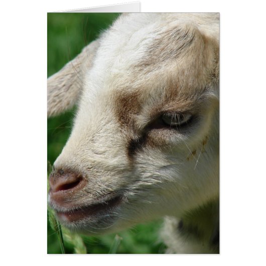 Fleur de chèvre enfant (Devant)