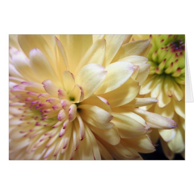 Fleur de chrysanthème jaune Fleurs Fleurs Photo (Devant horizontal)