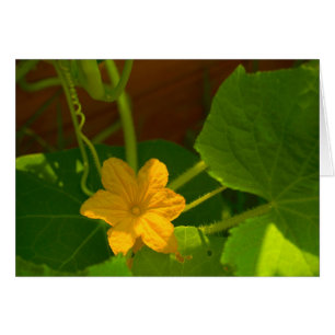Fleur de concombre
